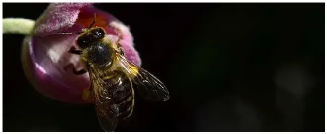 什么是蜜蜂生物学？ | 农业问题