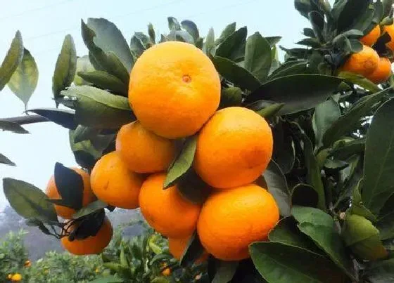 植物常识问题|怎样才能把金钱橘养护好