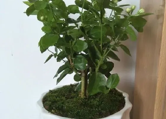 植物常识问题|春季养茉莉花如何促根