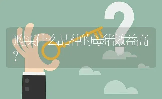 购买什么品种的母猪效益高? | 养殖问题解答