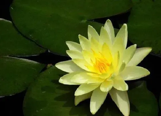 植物常识问题|如何去给这个睡莲催花呢
