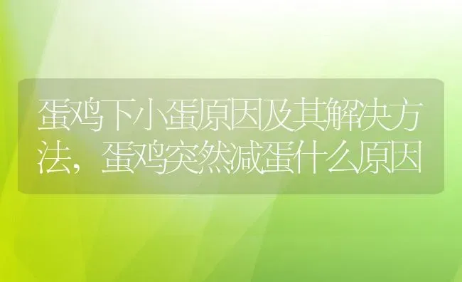 蛋鸡下小蛋原因及其解决方法,蛋鸡突然减蛋什么原因 | 养殖常见问题