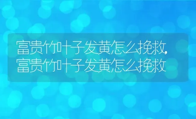 富贵竹叶子发黄怎么挽救,富贵竹叶子发黄怎么挽救 | 养殖常见问题