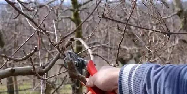植物常识问题|冬季栽果树管理技术与注意事项（冬季果园管理要点）