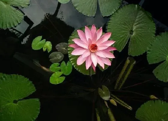 植物常识问题|如何去给这个睡莲催花呢