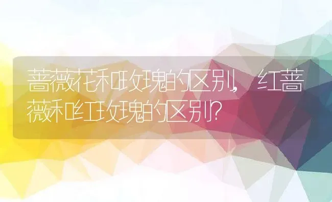 蔷薇花和玫瑰的区别,红蔷薇和红玫瑰的区别？ | 养殖常见问题