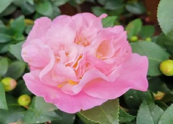 植物常识问题|茶花花谢后迟迟不长新芽怎么办