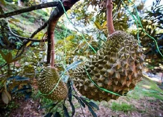 植物常识问题|榴莲在什么地方生长图片  榴莲长在什么地方，怎么生长
