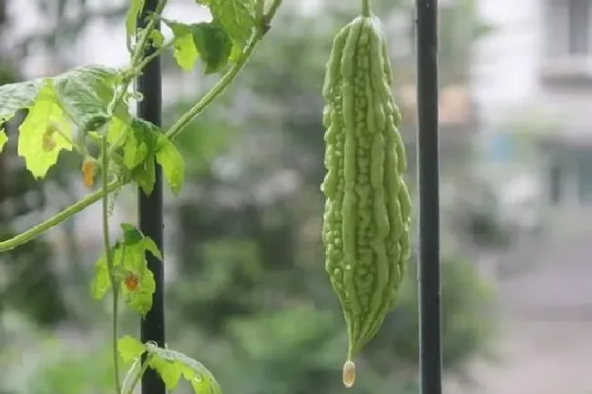 植物常识问题|露天苦瓜高产种植技术与管理要点（怎样栽培提高苦瓜产量）