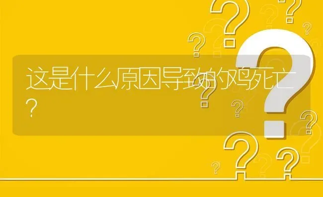 这是什么原因导致的鸡死亡? | 养殖问题解答