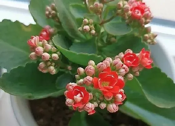 植物常识问题|长寿花养护注意事项  怎么养很快爆满盆