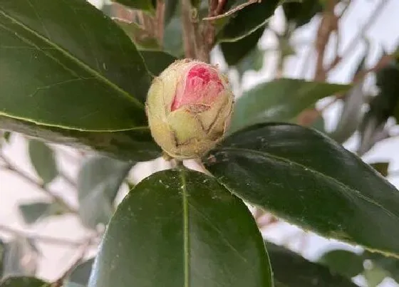 植物常识问题|茶花小苗长得慢怎么办  如何改善