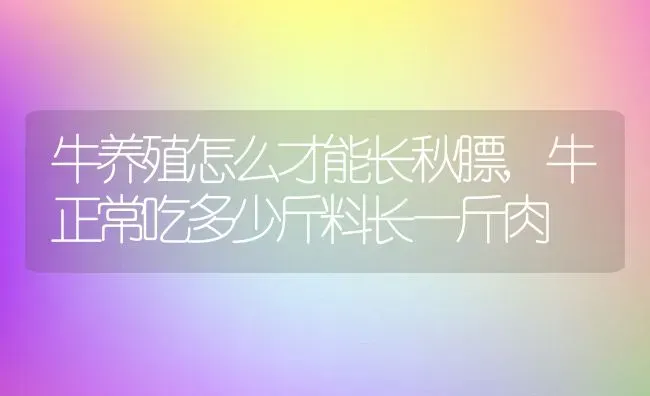 牛养殖怎么才能长秋膘,牛正常吃多少斤料长一斤肉 | 养殖常见问题