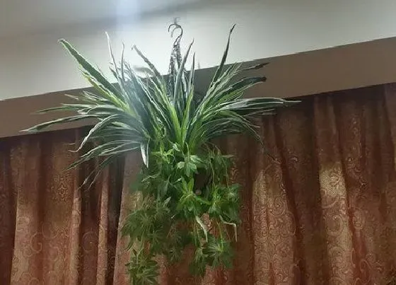 植物常识问题|怎样才能把吊兰养护的郁郁葱葱