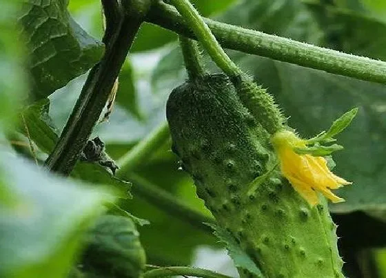 植物常识问题|露地夏季黄瓜遇到高温怎么办（种植黄瓜高温需要遮阳吗）