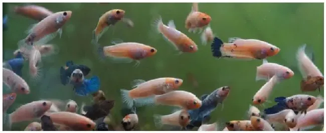 斗鱼苗孵化第几天开口 | 生活常识