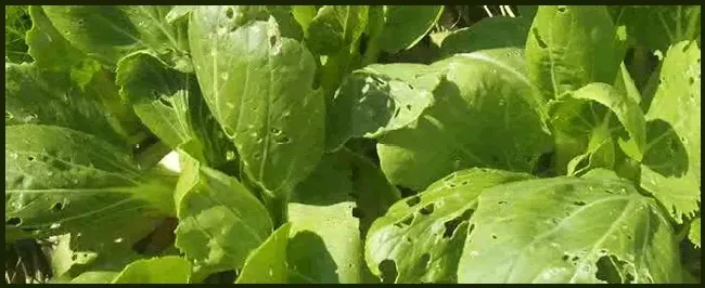 白菜什么时候种 | 科普知识