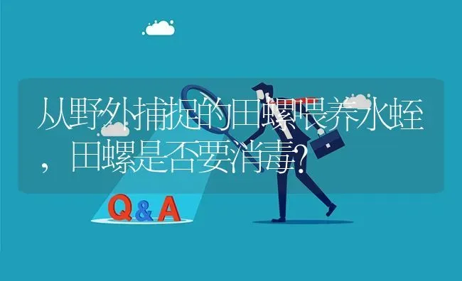 从野外捕捉的田螺喂养水蛭,田螺是否要消毒? | 养殖问题解答