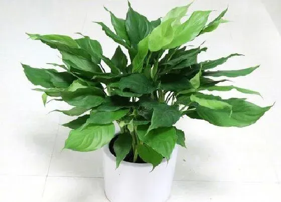 植物常识问题|银皇后和万年青的区别