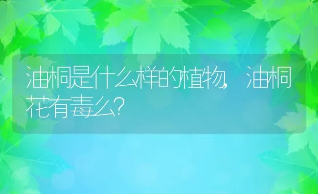 油桐是什么样的植物,油桐花有毒么？ | 养殖常见问题