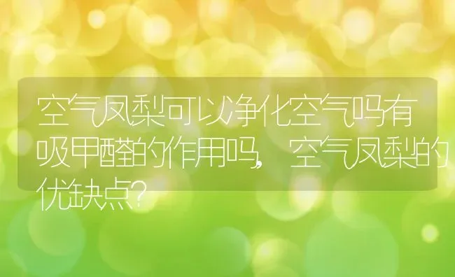 空气凤梨可以净化空气吗有吸甲醛的作用吗,空气凤梨的优缺点？ | 养殖常见问题