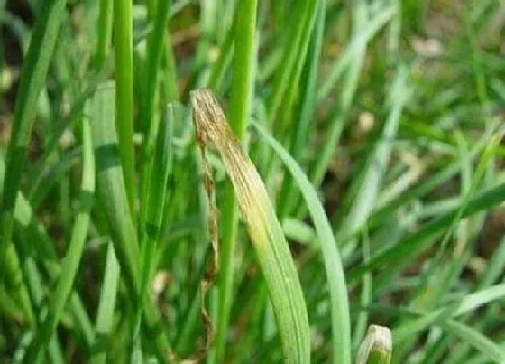 植物常识问题|韭菜的种植方法