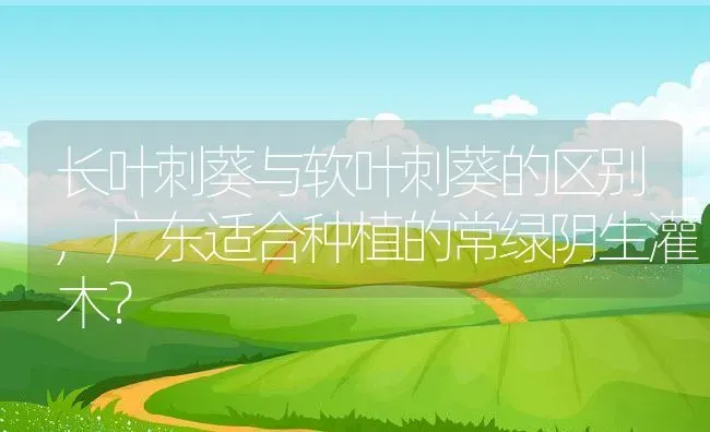 长叶刺葵与软叶刺葵的区别,广东适合种植的常绿阴生灌木？ | 养殖常见问题