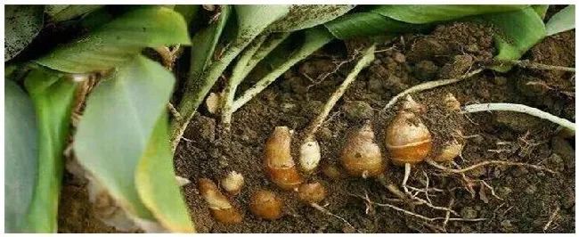 沙姜种植方法 | 科普知识