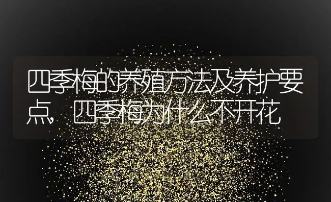 四季梅的养殖方法及养护要点,四季梅为什么不开花 | 养殖常见问题