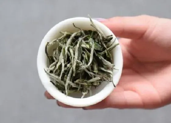 植物常识问题|老白茶的功效与作用及禁忌 适合什么季节喝
