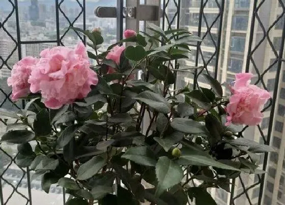 植物常识问题|茶花花谢后迟迟不长新芽怎么办