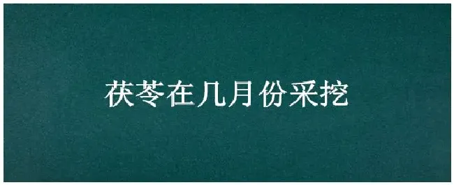茯苓在几月份采挖 | 农业问题