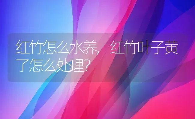 红竹怎么水养,红竹叶子黄了怎么处理？ | 养殖常见问题