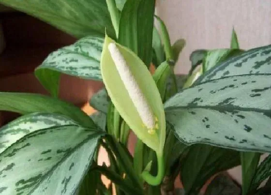 植物常识问题|银皇后和万年青的区别