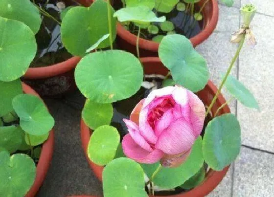 植物常识问题|碗莲好养活吗