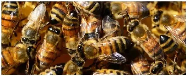 养蜂技术指导人工分蜂人工分蜂找不到蜂王怎么办 | 生活常识