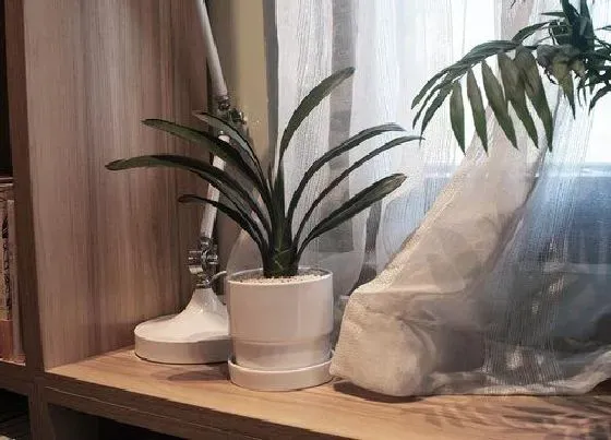 植物常识问题|君子兰用什么养肥效好叶绿开花多
