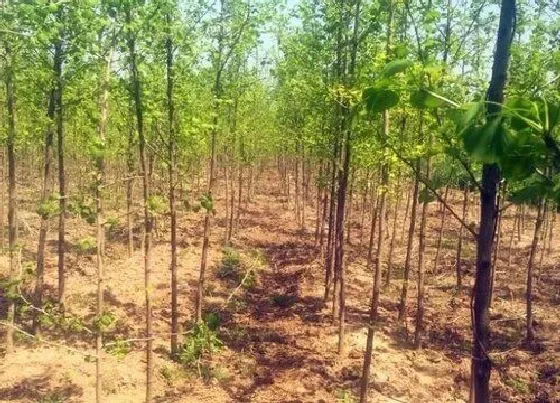 植物常识问题|公孙树是什么树的别称 种银杏树的风水禁忌