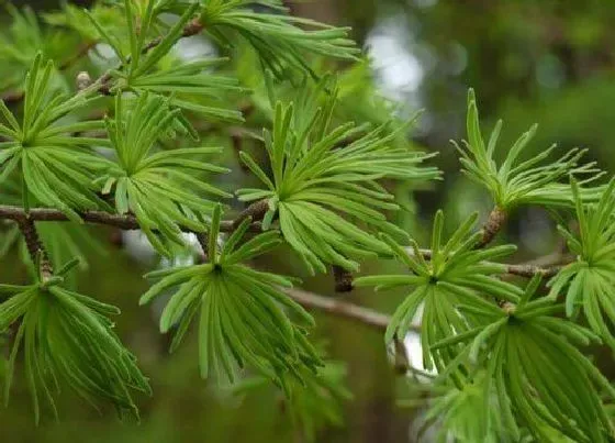 植物常识问题|松树品种名称及图片大全 常见松树的种类和图解