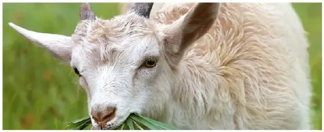 肉羊品种介绍 | 三农答疑