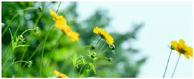 市面上卖的花肥有哪些 | 农业常识