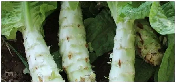 莴笋膨大长粗用什么肥或药 | 生活常识
