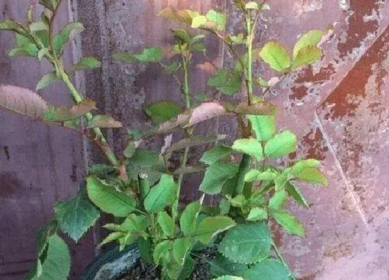 植物常识问题|月季购买需要避免的套路