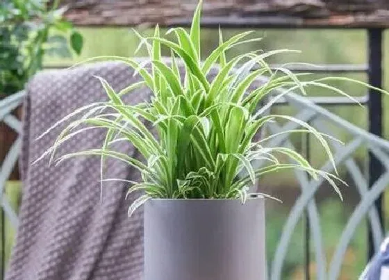 植物常识问题|小吊兰的种植方法