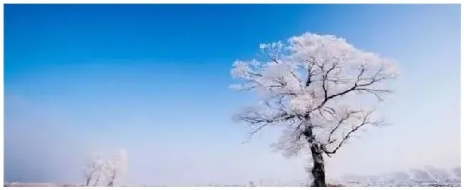 玉树琼花是什么花 | 三农问答