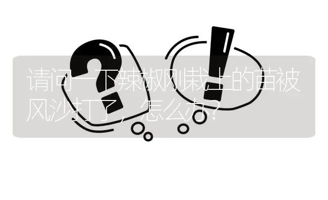 请问一下辣椒刚栽上的苗被风沙打了,怎么办? | 养殖问题解答