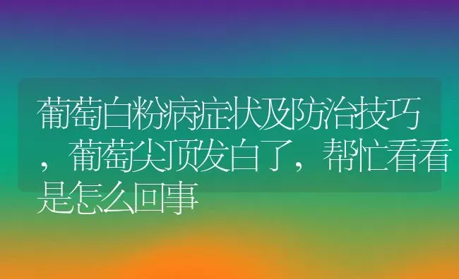 葡萄白粉病症状及防治技巧,葡萄尖顶发白了，帮忙看看是怎么回事 | 养殖常见问题