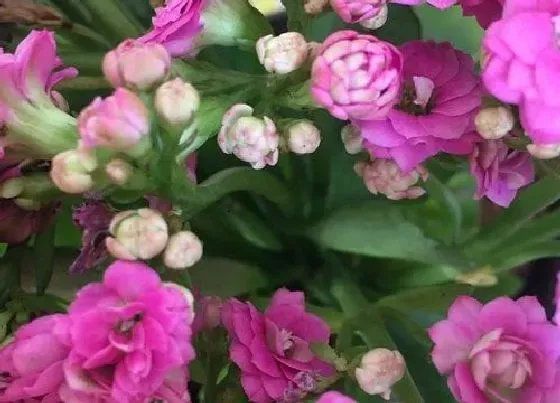 植物常识问题|长寿花养护注意事项  怎么养很快爆满盆