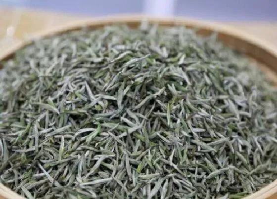 植物常识问题|老白茶的功效与作用及禁忌 适合什么季节喝