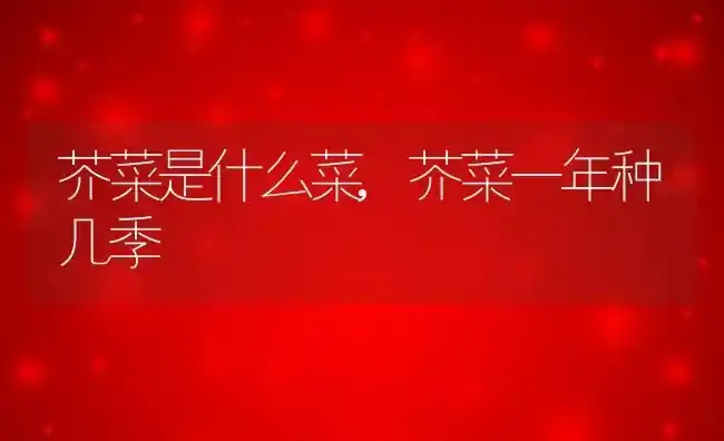 芥菜是什么菜,芥菜一年种几季 | 养殖常见问题